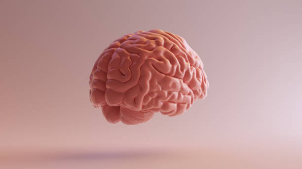 istock Pink Porcelain Anatomical Brain Back Right 3d illustration 3d render 1130646990