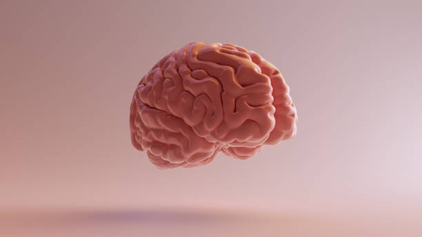 istock Pink Porcelain Anatomical Brain Front Right 3d illustration 3d render 1130647058