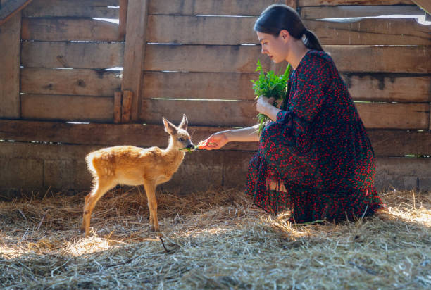 Young woman feeding fawn with grass Young woman offering grass to fawn, feeding it in a stable love roe deer stock pictures, royalty-free photos & images