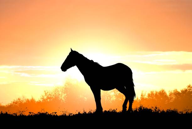 istock beautiful horse silhouette on a sunset background 1130647199