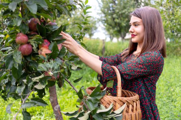 istock Smiling woman reaching for ripe apples 1130647202