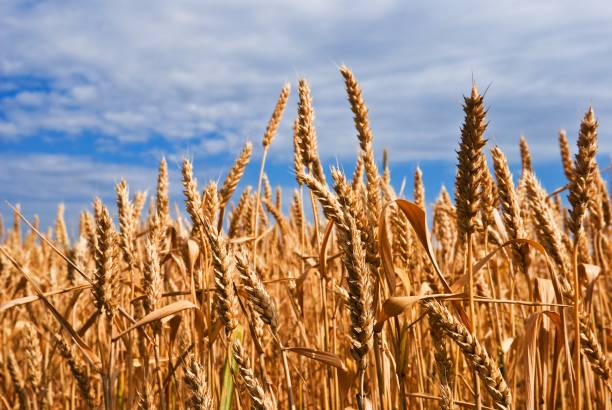 istock gold wheat field closeup 1130647263
