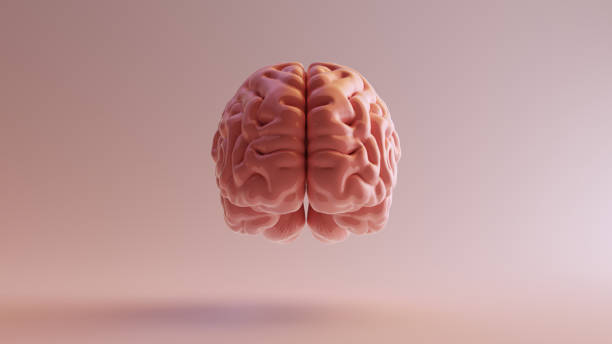 istock Pink Porcelain Anatomical Brain Front 3d illustration 3d render 1130647285