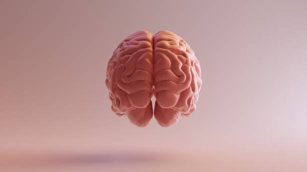 istock Pink Porcelain Anatomical Brain Back 3d illustration 3d render 1130647288