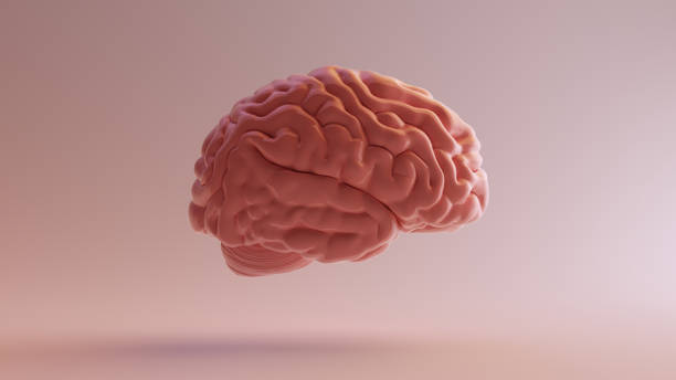 istock Pink Porcelain Anatomical Brain Right 3d illustration 3d render 1130647400