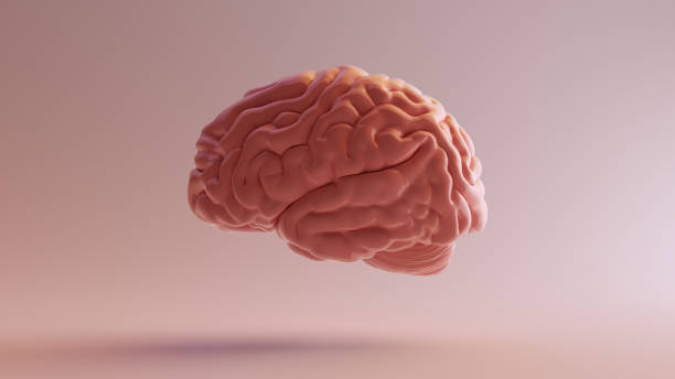 istock Pink Porcelain Anatomical Brain Left 3d illustration 3d render 1130647405