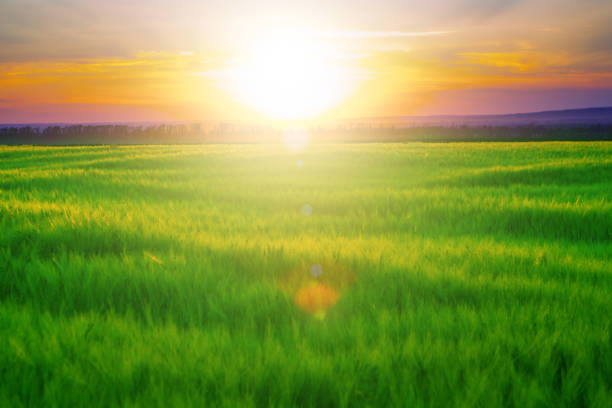 istock Sunset on field. A summer sunset over grass field. 1130647530