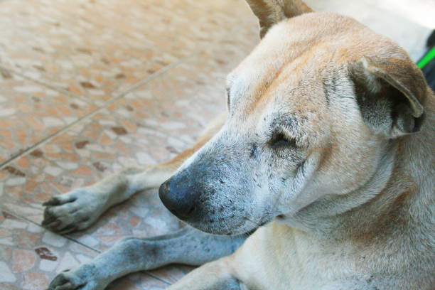 istock Brown old dog sitting on the terrace 1130648624