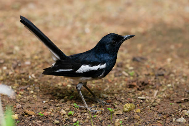 istock Charming bird in black and white color,closeup . 1130648648