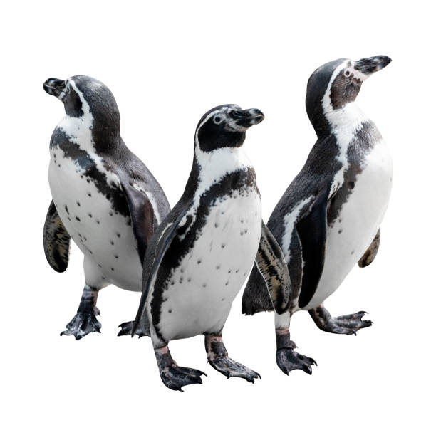 istock Emperor penguin isolated on white background, grouped together looking in different directions. 1130648953