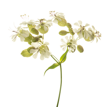 bladder campion flowers (Silene vulgaris) isolated on white