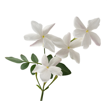 jasmine flowers with leaf isolated on white