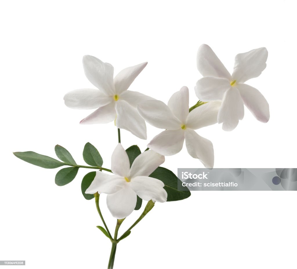 Jasmine Stock Photo - Download Image Now - Jasmine, Flower, White ...