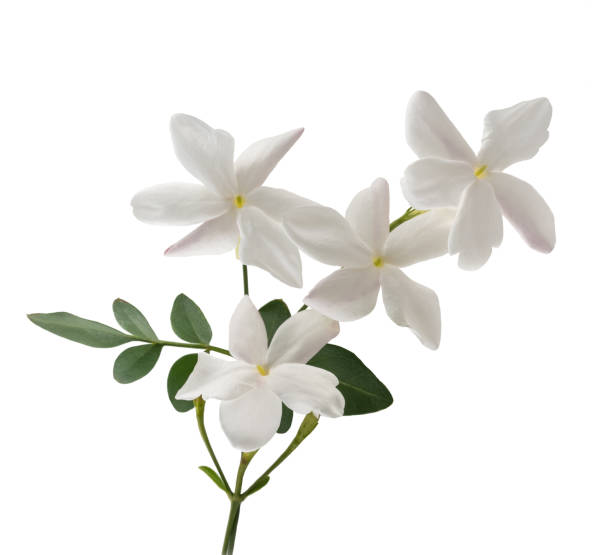jasmine jasmine flowers with leaf isolated on white jasmine photos stock pictures, royalty-free photos & images