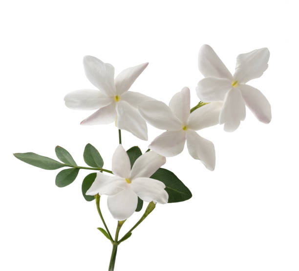 jasmine jasmine flowers with leaf isolated on white winter jasmine stock pictures, royalty-free photos & images