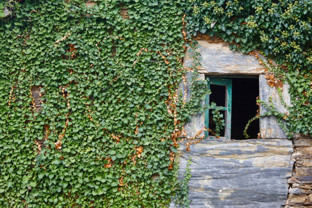 istock Green ivy on a stone wall facade. Plants growing 1130650566