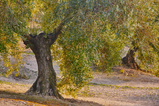 istock Olive tree fields in Andalusia. Spanish agricultural harvest landscape 1130650646