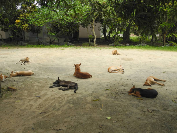 istock Resting dogs in India, Kerala, Trivandrum 1130651622