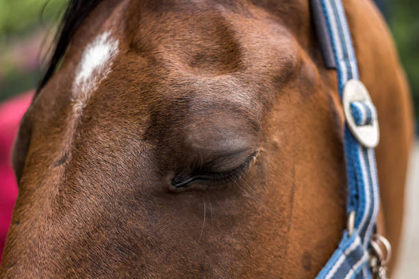 красивый коричневый портрет лошади - horse black stallion friesian horse стоковые фото и изображения