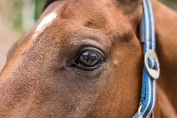 istock Beautiful brown horse portrait 1130651652