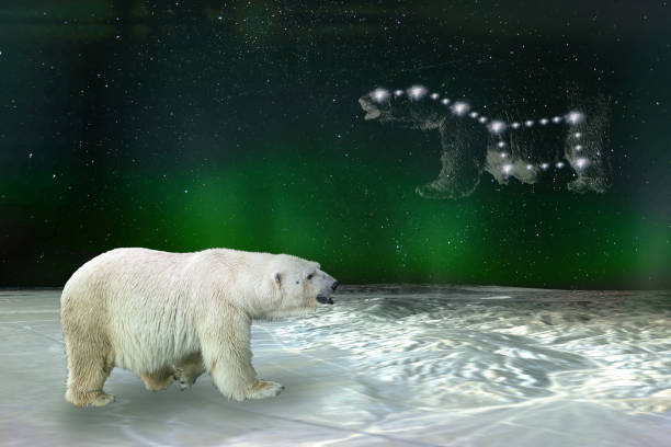 istock Polar bear and Ursa Major Great Bear constellation. Elements of this image furnished by NASA. 1130652004
