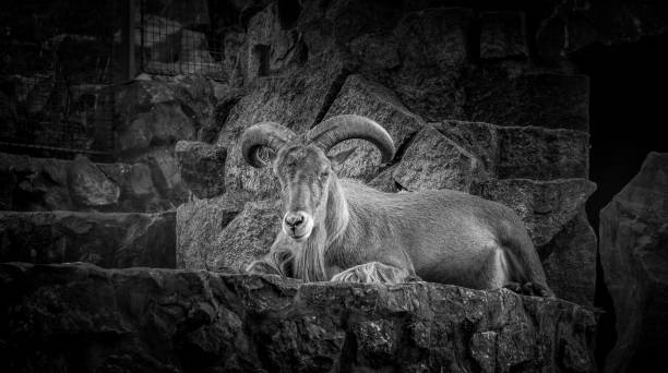 istock The goat lying down at the concrete wall in black and white 1130652094