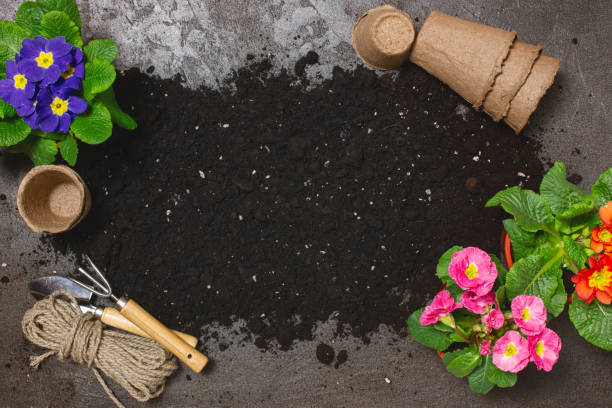 istock Spring flowers for planting and ground on the table 1130652418