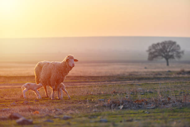 istock Two newborn lambs and sheep on field in warm sunset light 1130652448