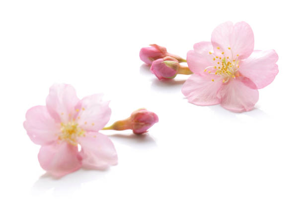 istock Japanese pink cherry blossom isolated on white background 1130653458