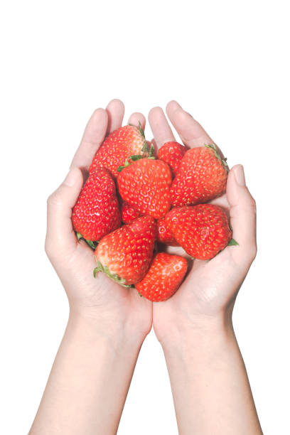 istock Close-up woman holds strawberry in both hands 1130653866