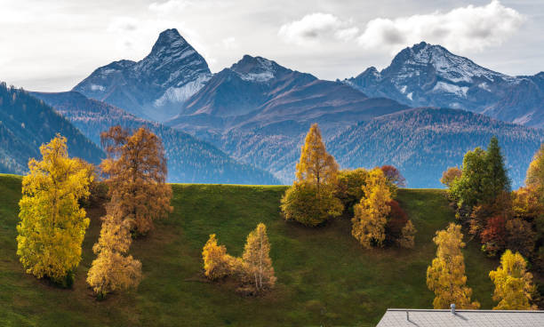 automne à davos en suisse grisons, arbres de couleurs jaunes - graubunden canton mountain travel valley photos et images de collection