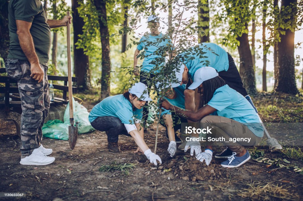 Volunteers planting a tree Multi-ethnic group of people, cleaning together in public park, saving the environment, disability man helping them. Tree Stock Photo