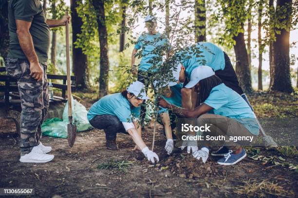 Volunteers Planting A Tree Stock Photo - Download Image Now - Tree, Volunteer, Planting
