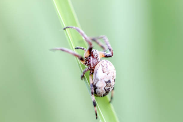 istock Spider closeup sitting on green grass blurred background with copyspace. 1130655070