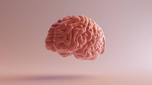 istock Pink Porcelain Anatomical Brain Front Left 1130655268