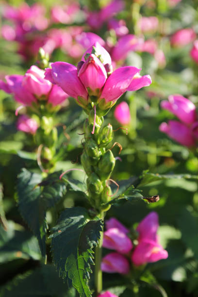 istock Beautiful pink Chelone obliqua Red Turtlehead in a summer day 1130655379