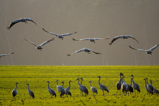 A flock of cranes on a spring field after arrival in Germany
