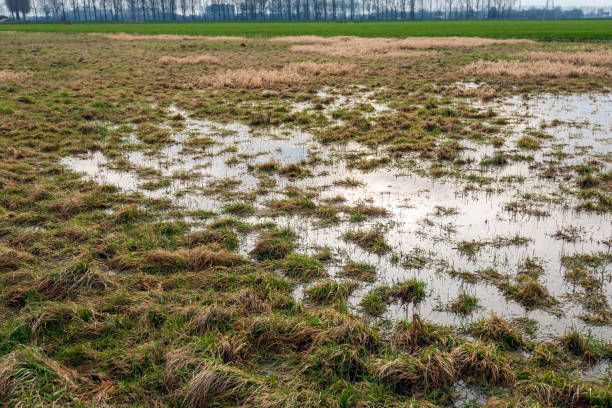istock Large pool of water between the grass after a rain shower 1130657233
