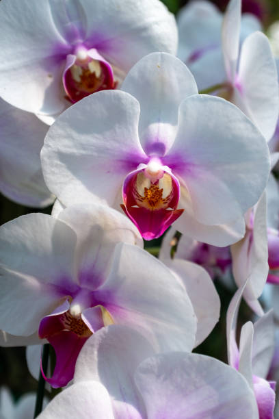 istock A close up of multiple white Thai orchid flower heads 1130657290