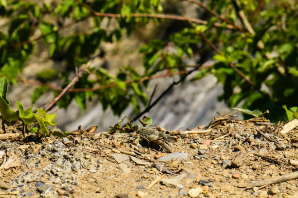 istock Grasshopper green and brown color, insects 1130657408