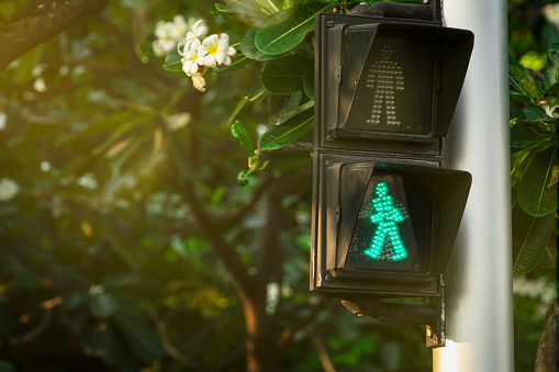 Pedestrian signals on traffic light pole. Pedestrian crossing sign for safe to walk in the city. Crosswalk signal. Green traffic light signal on blurred background of Plumeria tree and flowers.