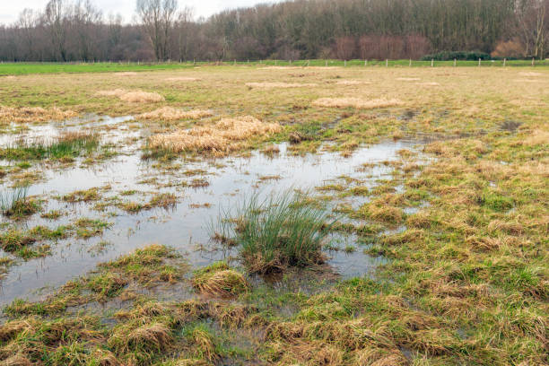 istock Large pool of water between the grass after a rain shower 1130659850