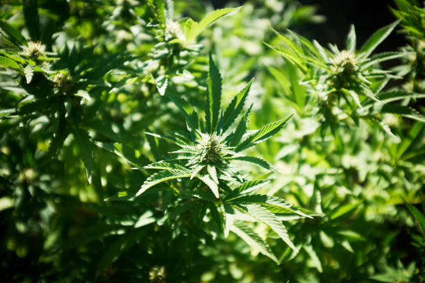 fiorente pianta di cannabis che cresce all'aperto - bob marley foto e immagini stock