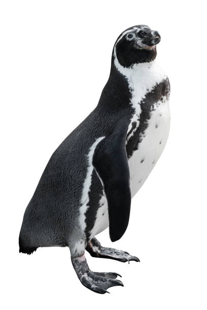 istock Emperor penguin isolated on white background. 1130661596