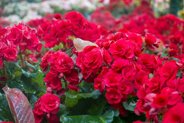 istock red begonia flower in garden 1130662957