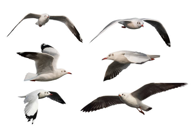 istock set of seagulls isolated on white background. 1130664256