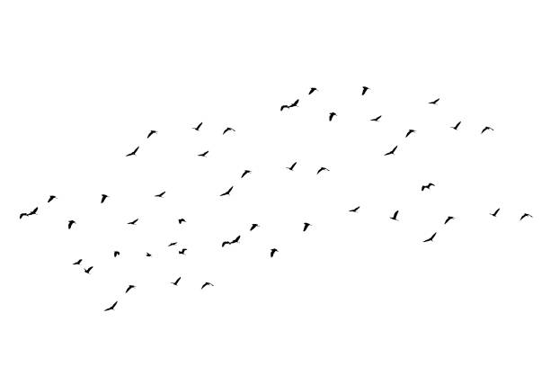 istock group of brids isolated on white background 1130664410