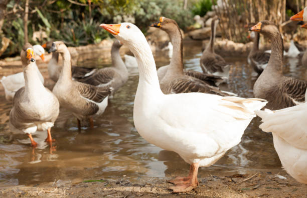 istock Domestic geese on pond 1130664892