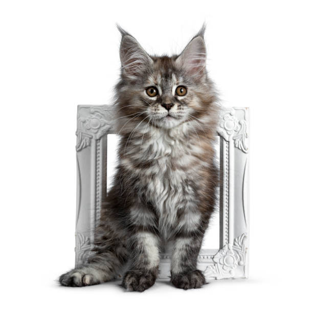istock Gorgeous cute Maine Coon cat kitten standing through white photo frame. Looking beside lens with brown eyes. Isolated on white background. 1130665131