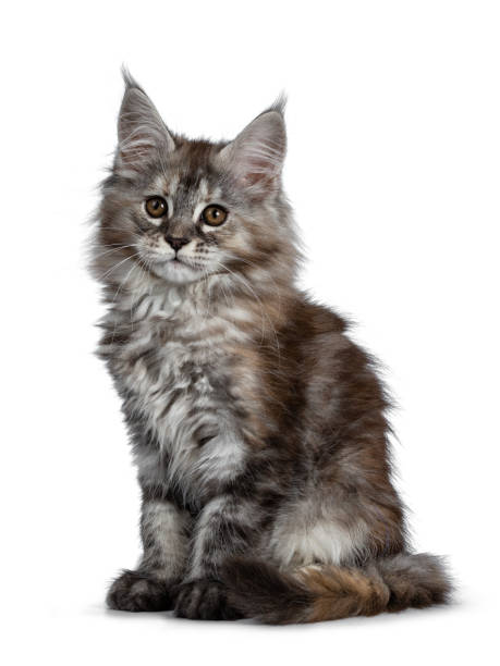 istock Gorgeous cute Maine Coon cat kitten sitting half sideways. Looking at camera with brown eyes. Isolated on white background. Tail curled around body. 1130665137
